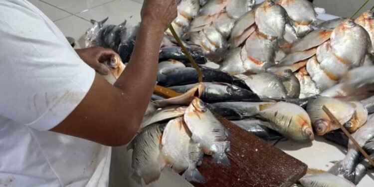 Feirantes intensificam venda de peixes durante a Quaresma - (Foto: Reprodução).