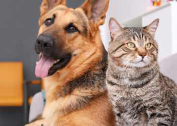 A especialista ressalta a quem tem cão e gato em casa, que o vírus da dengue não reconhece as células animais - (Foto: Reprodução/ Internet)