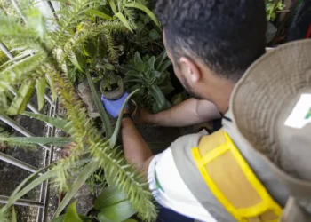 Dia D: secretarias de saúde promovem ações de combate à dengue em todo o país