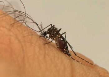 Crise climática potencializa casos de dengue no Brasil