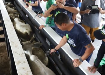 A campanha visa atingir os bovídeos de todas as idades na primeira fase