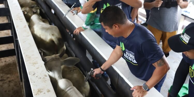 A campanha visa atingir os bovídeos de todas as idades na primeira fase