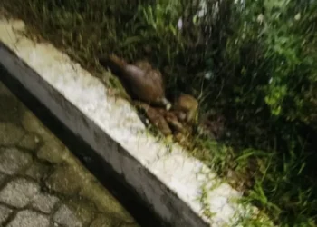 Artefato explosivo é encontrado em frente a delegacia em Manaus - (Divulgação).