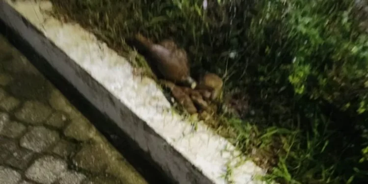 Artefato explosivo é encontrado em frente a delegacia em Manaus - (Divulgação).