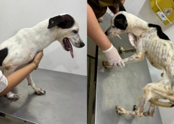 Investigações, segundo a Polícia Civil, iniciaram após o recebimento de denúncias. — (Foto: Divulgação/PC-AM)