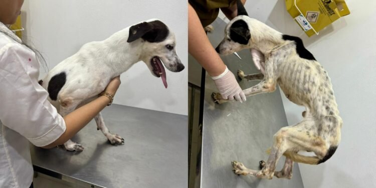 Investigações, segundo a Polícia Civil, iniciaram após o recebimento de denúncias. — (Foto: Divulgação/PC-AM)