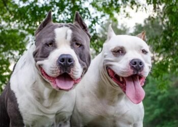 Médica veterinária orienta donos de cães da raça Pitbull