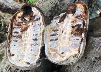 Plantação afetada - (Foto: Arquivo/Idam)