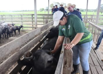 Aplicação do imunizante - (Marfram Vieira /Idam)