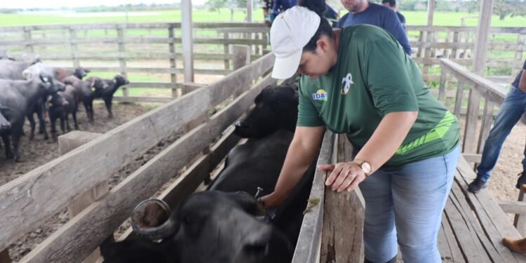 Aplicação do imunizante - (Marfram Vieira /Idam)