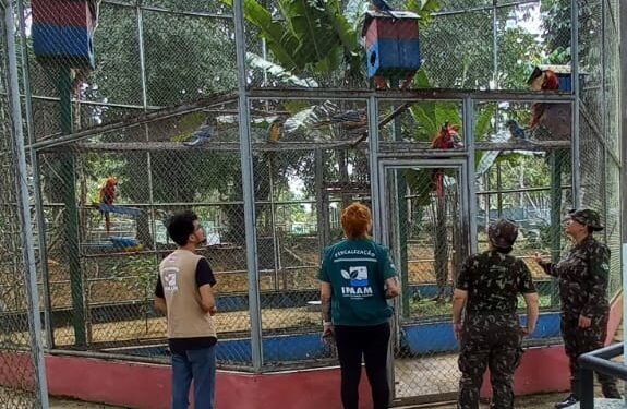 Cigs - (Foto: Divulgação/ Ipaam)