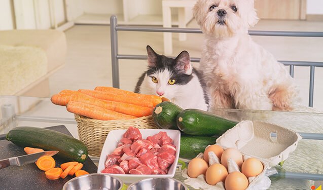Preparo de alimentos naturais para os pets - (Foto: Curso CP)