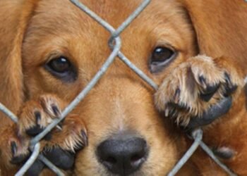 Animais não são objetos - (Foto: Divulgação)