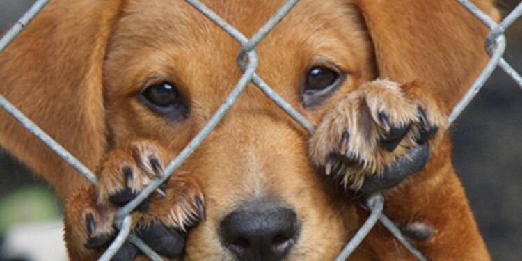 Animais não são objetos - (Foto: Divulgação)