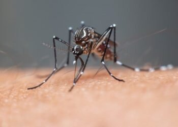 Amazonas registra mais de 4 mil casos de dengue