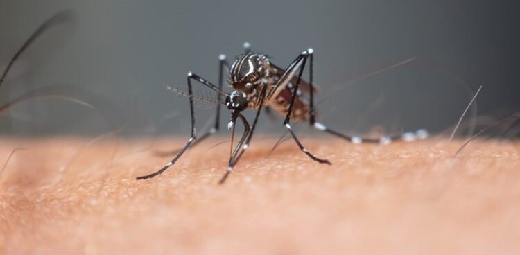 Amazonas registra mais de 4 mil casos de dengue