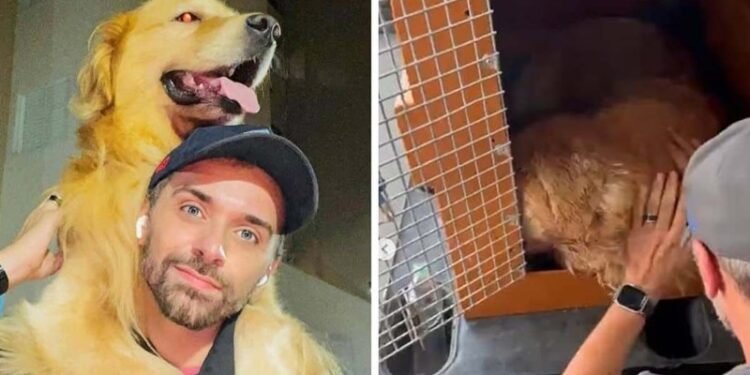 Caso Joca: Defensoria pede R$ 10 mi à Gol e a suspensão do transporte de animais pela Gollog