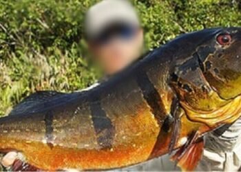 Empresas de turismo de pesca esportiva são proibidas de atuar na Terra Indígena Arará (AM)