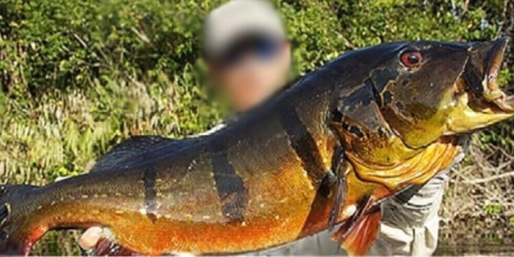 Empresas de turismo de pesca esportiva são proibidas de atuar na Terra Indígena Arará (AM)