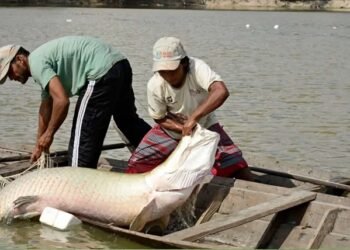 Pesquisadores internacionais vão debater a piscicultura na Amazônia