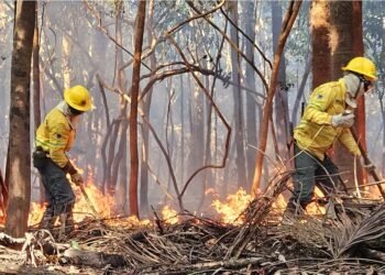 Floresta AmazônicaFloresta Amazônica