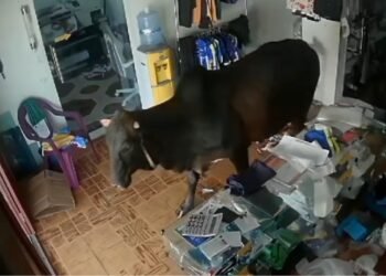 Vaca escapa de embarcação