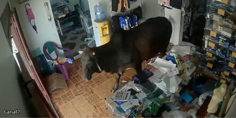 Vaca escapa de embarcação