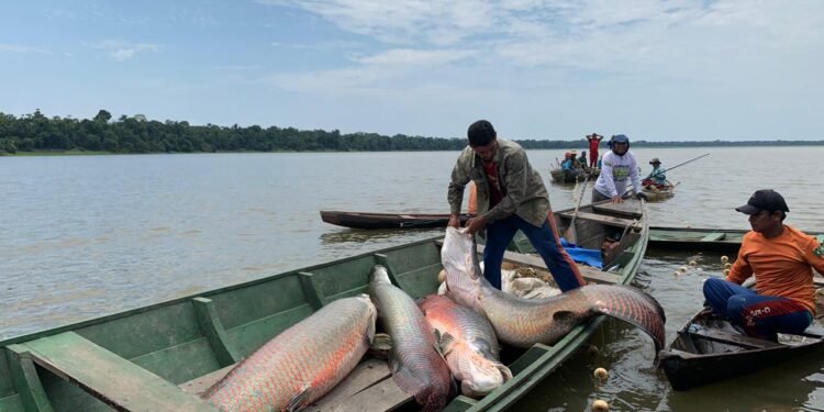 Pescador no interior do Amazonas - (Foto: Larissa França/Sema)