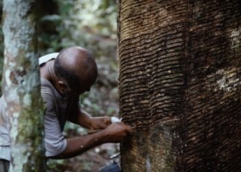 Cadeia produtiva da borracha - (Foto: TV Brasil)
