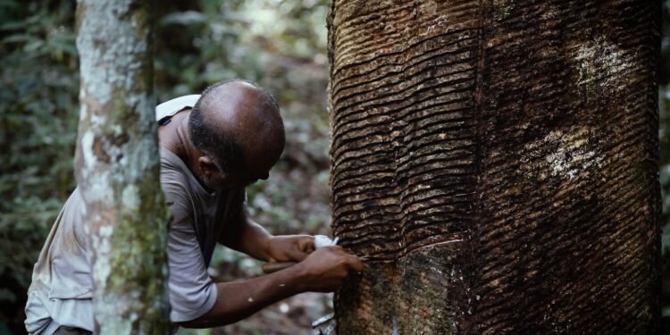 Cadeia produtiva da borracha - (Foto: TV Brasil)