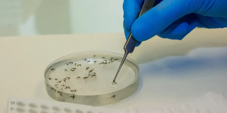 Febre oropouche -(Foto: Flávio Carvalho)