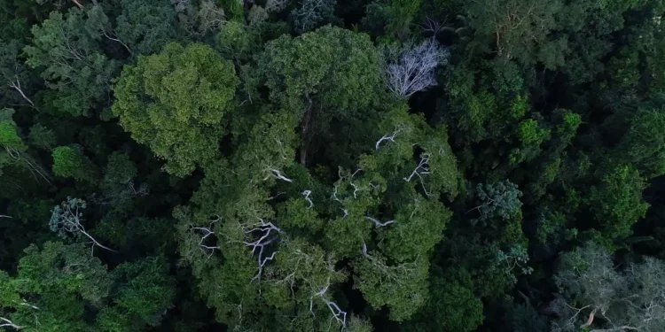 Floresta amazônica vista de cima - (Foto: Divulgação)