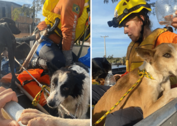 ONGs e voluntários resgatam mais de 2 mil animais no RS - (Foto: Reprodução)