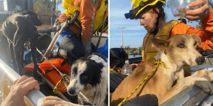 ONGs e voluntários resgatam mais de 2 mil animais no RS - (Foto: Reprodução)