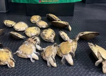 Homem procurado por homicídio é preso pelo transporte de ilegal de quelônios