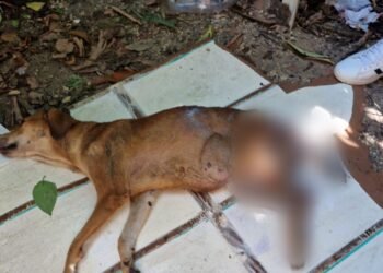 O cachorro estava sem mobilidade - (Foto: Divulgação/ PC-AM)