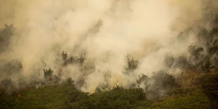 Aumento dos focos de incêndio no Pantanal - (Foto: Joédson Alves)