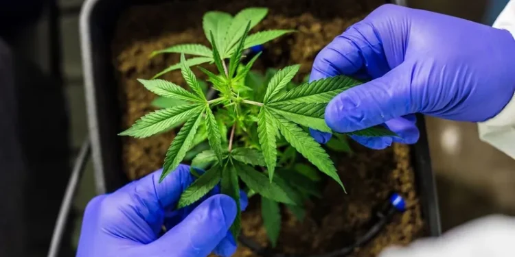 Plantação de maconha - (Foto: Reprodução)