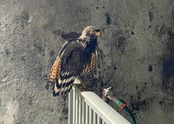 Polícia ambiental resgata gavião ferido no Vieiralves