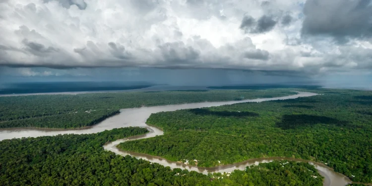 Bancos brasileiros se reúnem para articular novo fundo para a Amazônia (Reprodução)