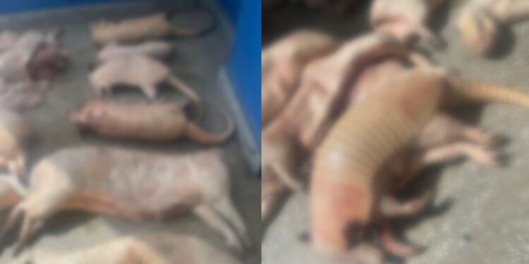 Animais Silvestres - ( Foto: Divulgação/PC-AM)