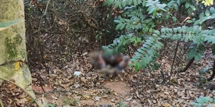 Corpo decapitado encontrado na área de mata