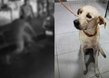 Suspeito alegou que esfaqueou o cachorro pois o animal avançava nele (Divulgação/PC-AM)