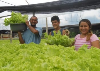 Agricultura familiar - (Foto: Divulgação)