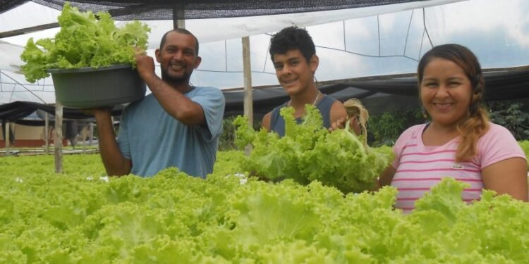 Agricultura familiar - (Foto: Divulgação)