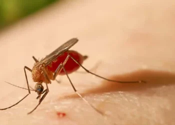 Ministério da Saúde confirmou duas mortes causadas pela febre oropouche (Reprodução)