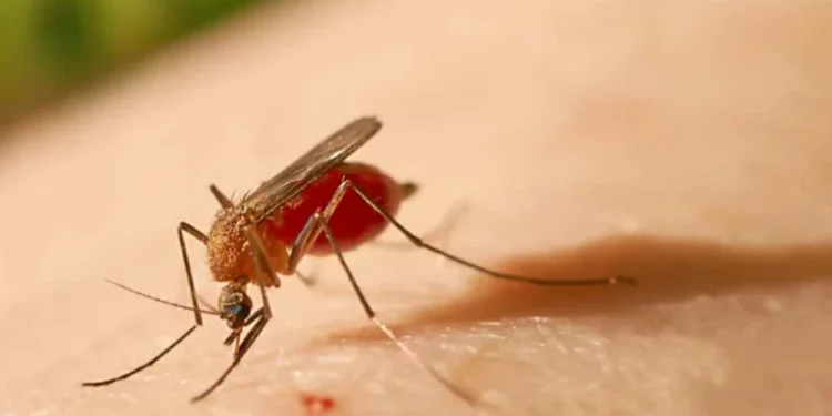 Ministério da Saúde confirmou duas mortes causadas pela febre oropouche (Reprodução)