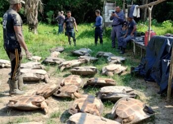 Os animais foram devolvidos para a natureza - (Foto: Divulgação/PC-AM)