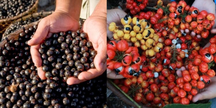 Açaí e Guaraná- ( Foto: Divulgação)