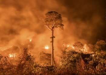 Desde o início do mês, uma média de 21 focos de calor foram registrados por dia - (Foto: Victor Moriyama/Greenpeace)